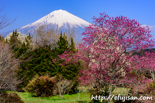 春爛漫｜桜｜富士山