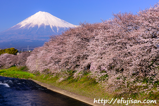 桜並木の向こう｜龍厳淵｜富士山