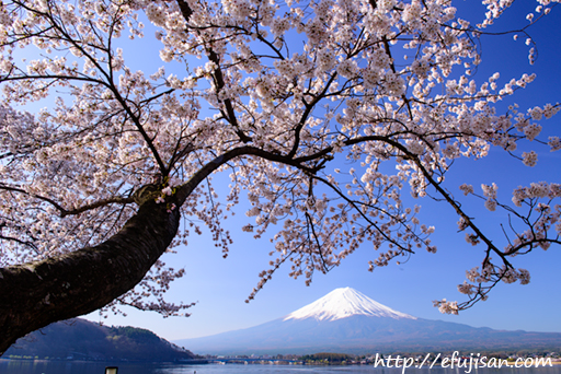 アーチ｜桜｜富士山