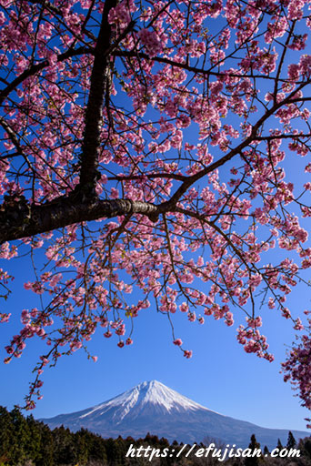富士山を覗き見る｜桜｜富士山