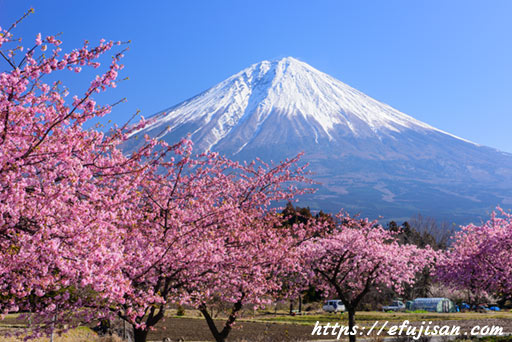 ピンク色の桜と富士山 富士彩景