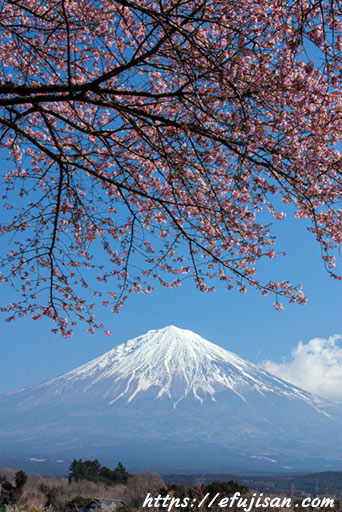 桜咲く季節｜富士山